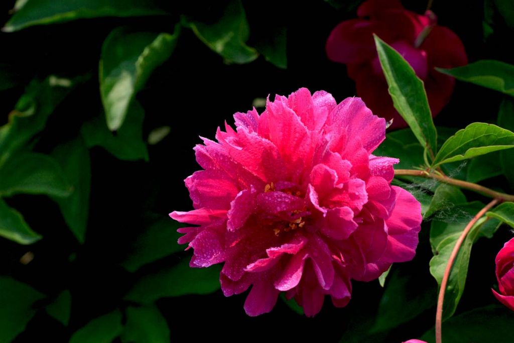 DPP_0020.jpg