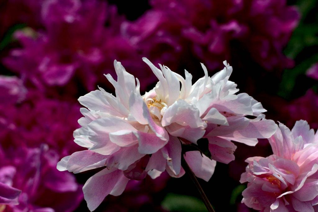 DPP_0026.jpg