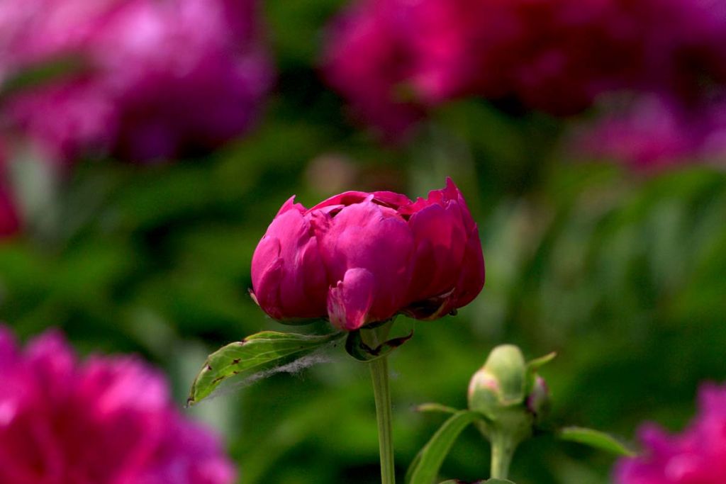 DPP_0057.jpg