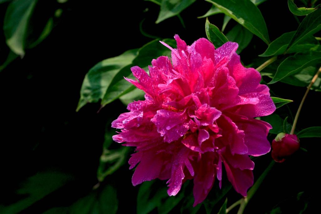 DPP_0037.jpg