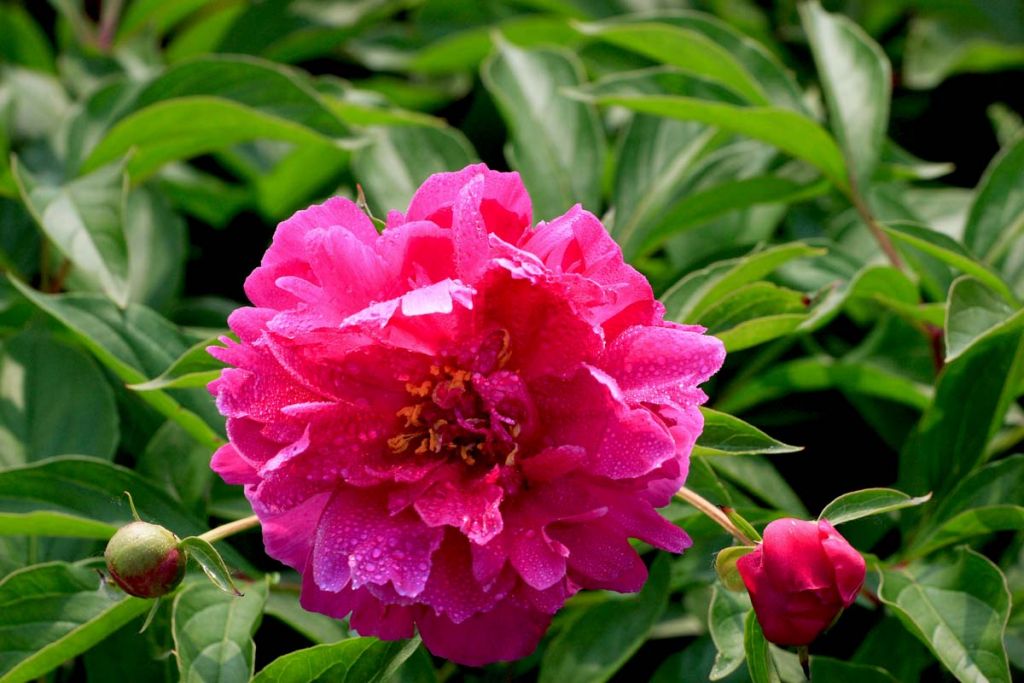 DPP_0039.jpg