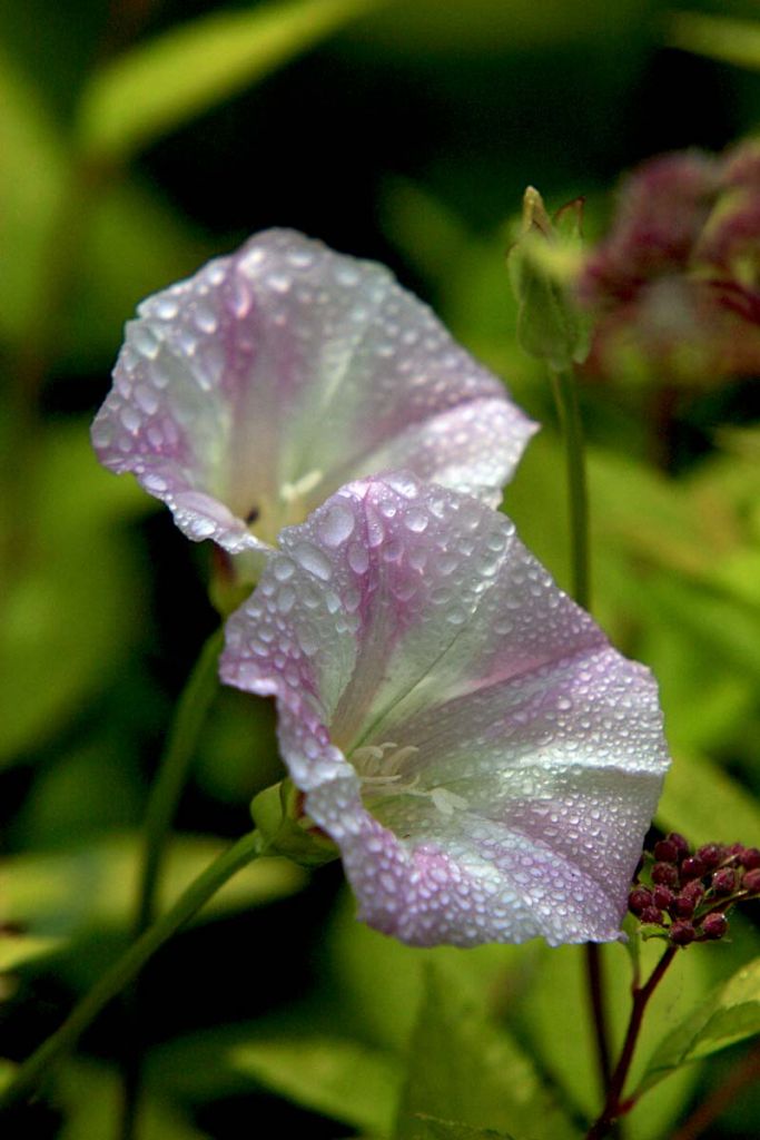 DPP_0151.jpg