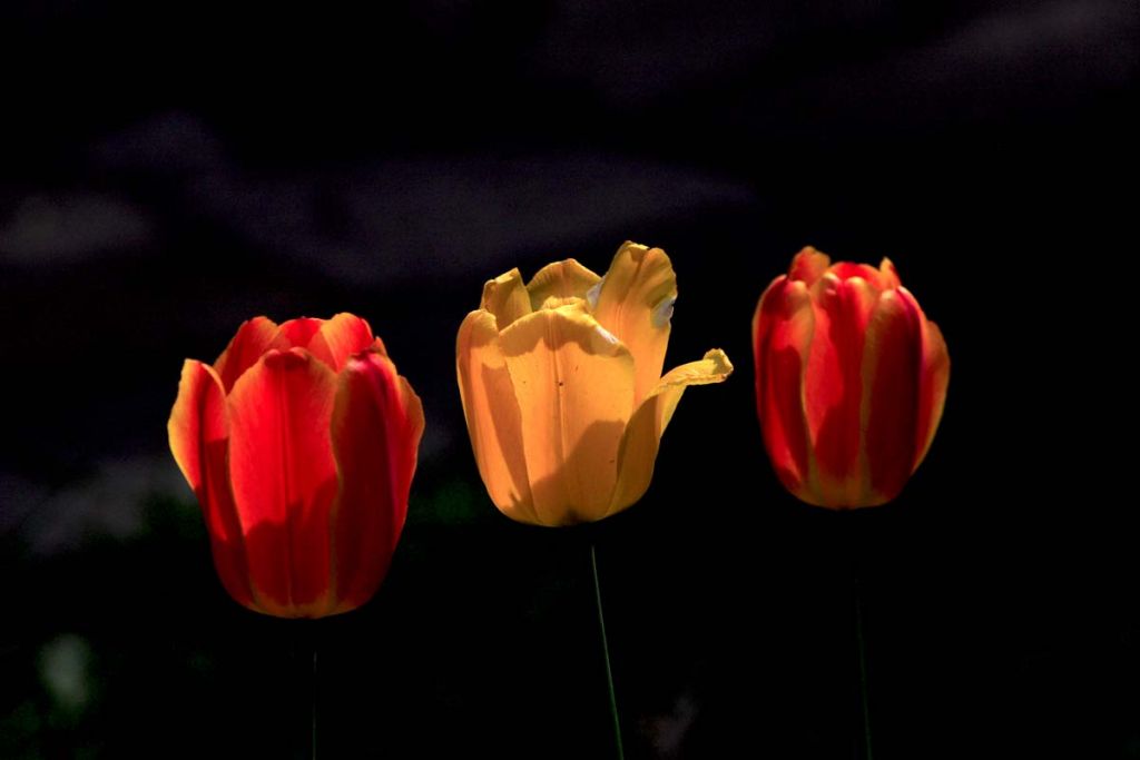 DPP_0188.jpg