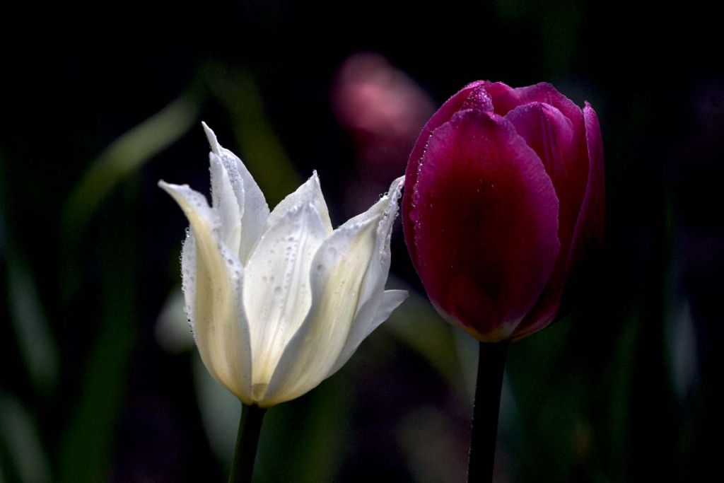 DPP_0208.jpg