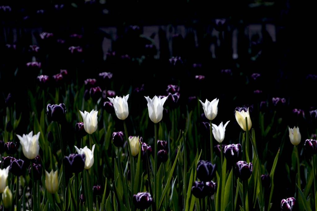 DPP_0245.jpg