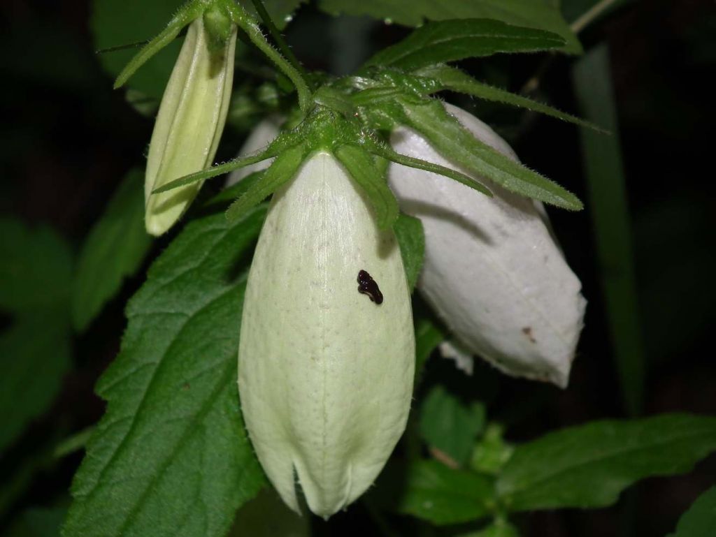 DSCF0414.JPG