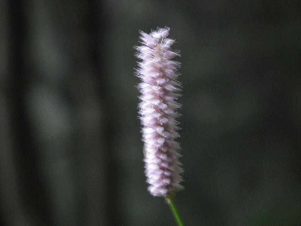 DSCF0421.JPG