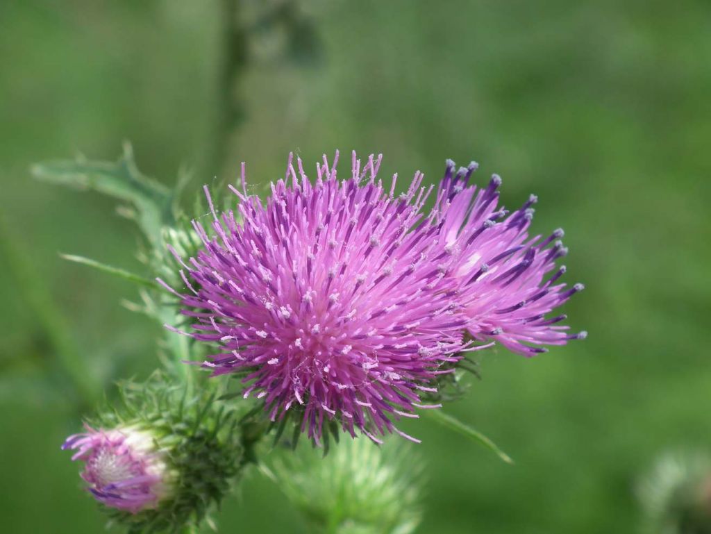 DSCF8806.JPG