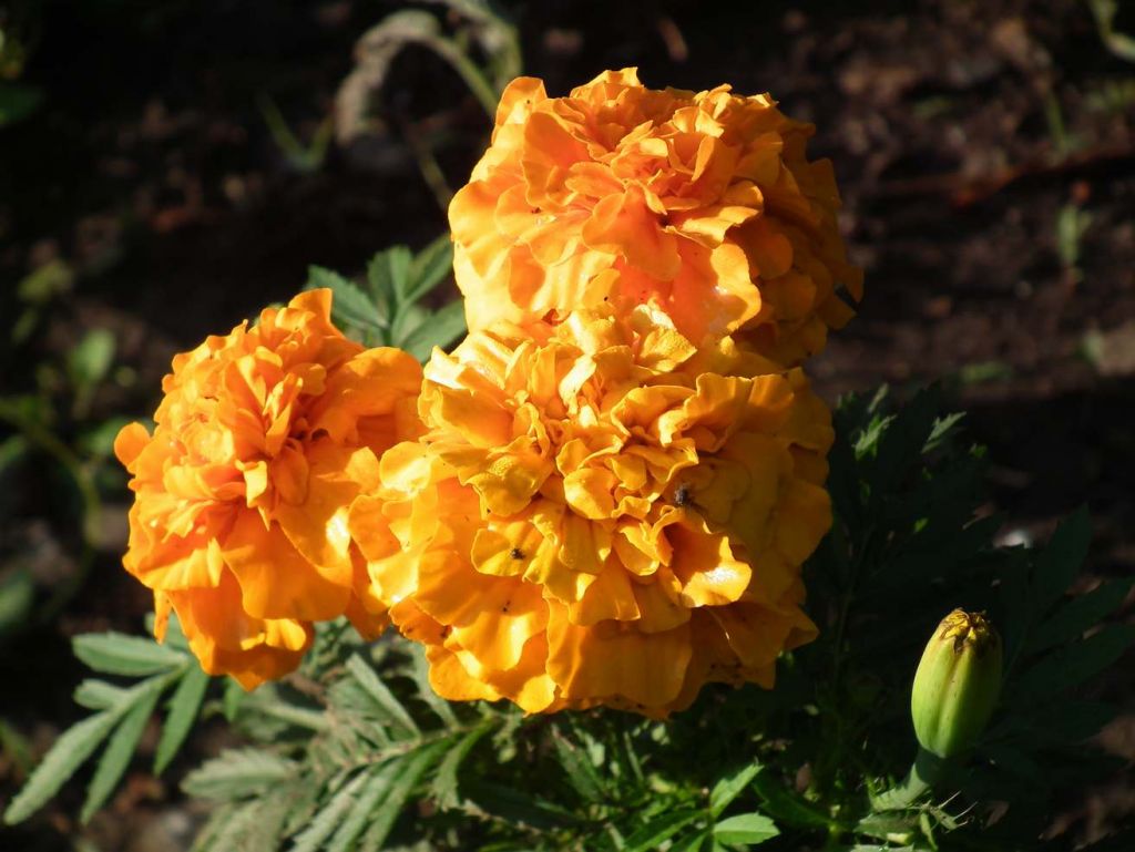 DSCF9556.JPG
