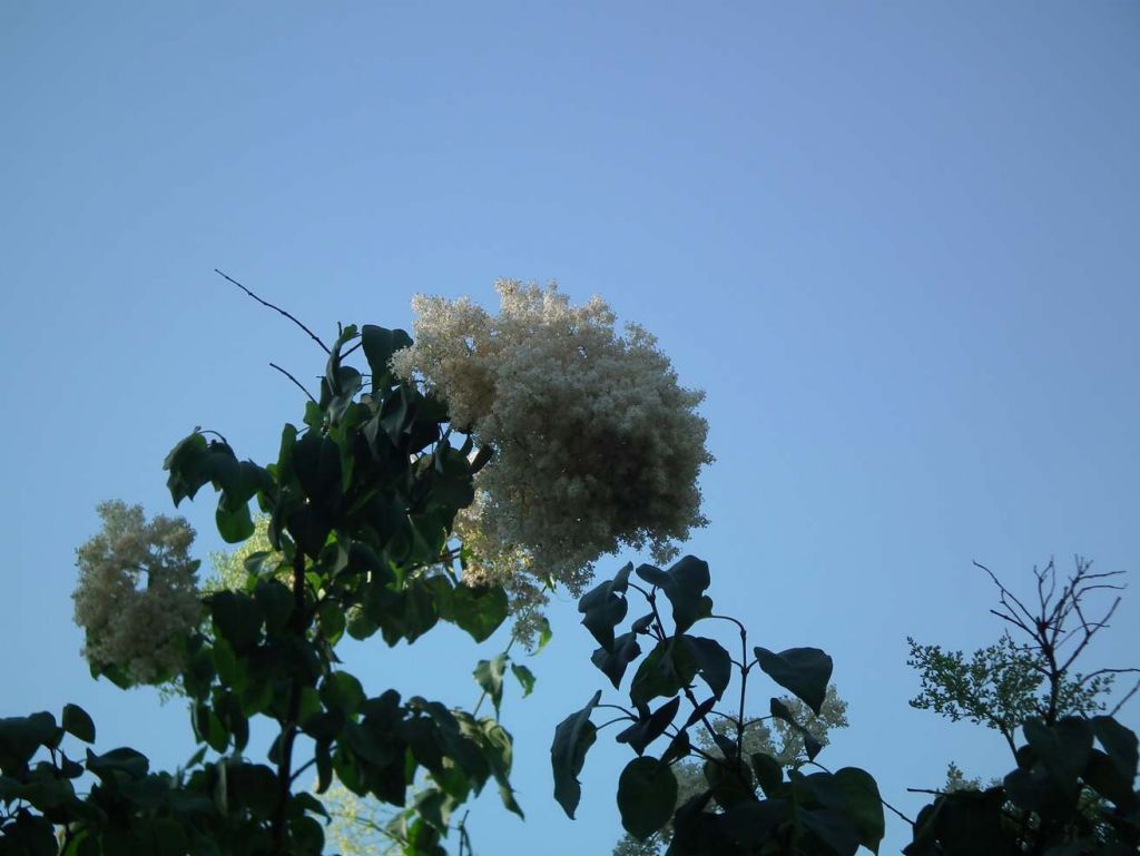 DSCF9621.JPG