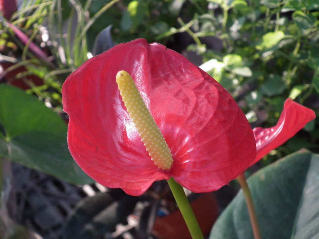 DSCF9561.JPG