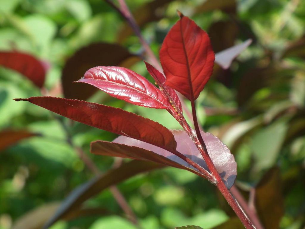 DSCF9633.JPG