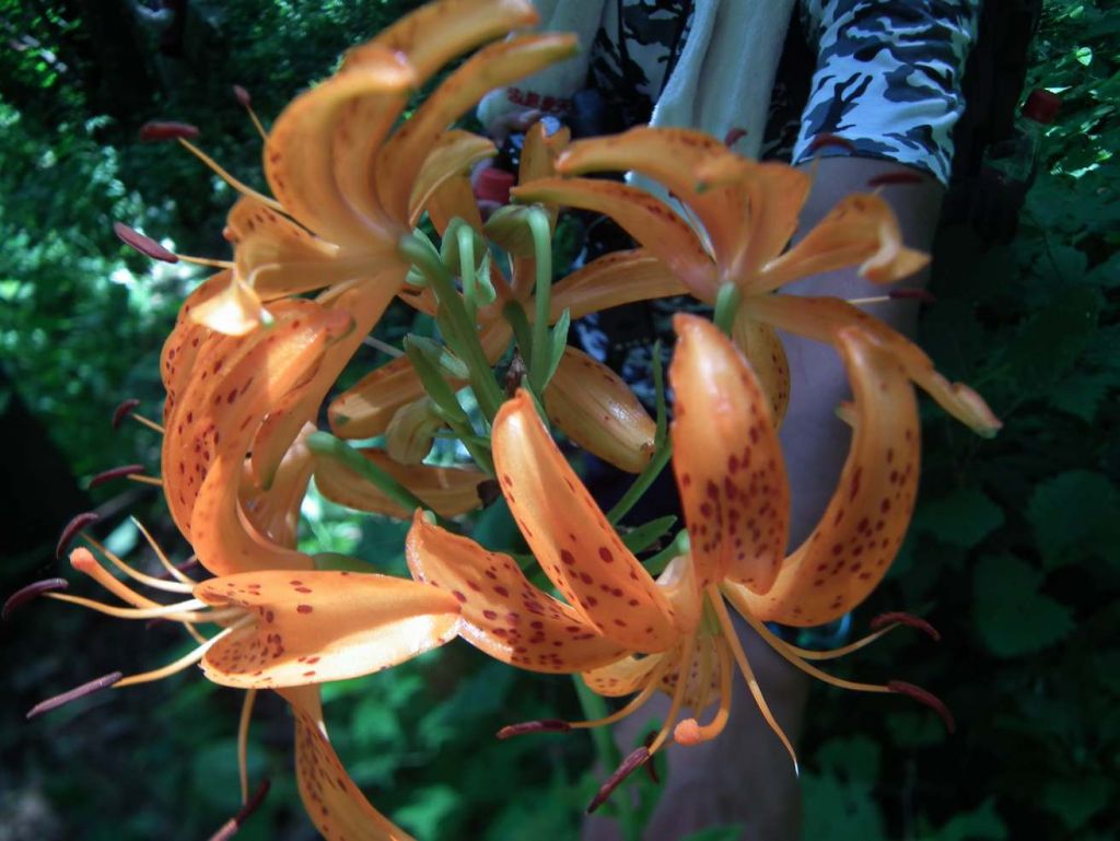 DSCF4491.JPG