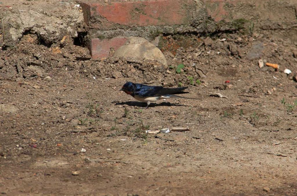 IMG_0522.jpg