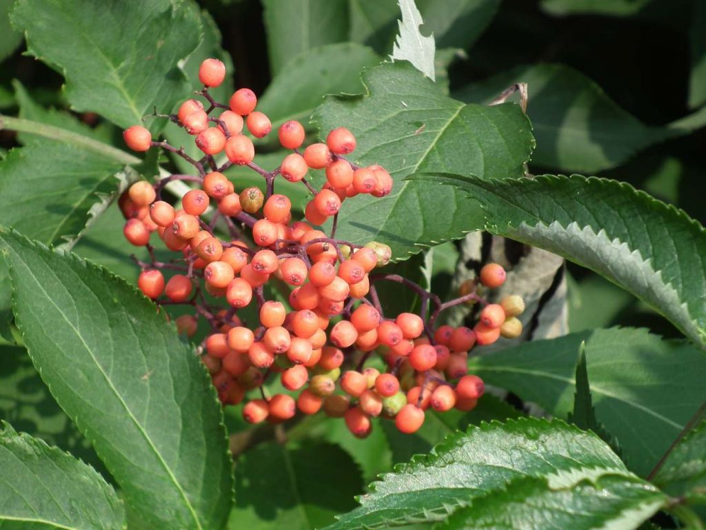 DSCF3731.JPG