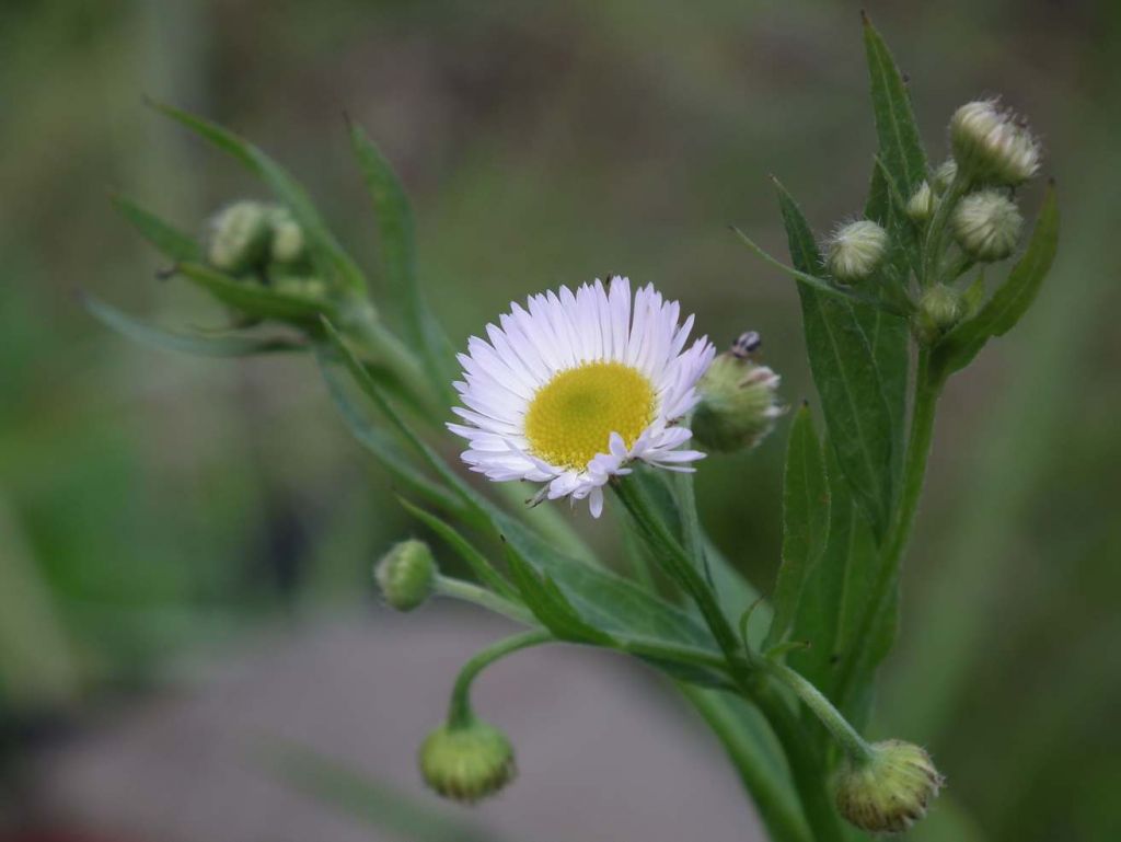DSCF3719.JPG