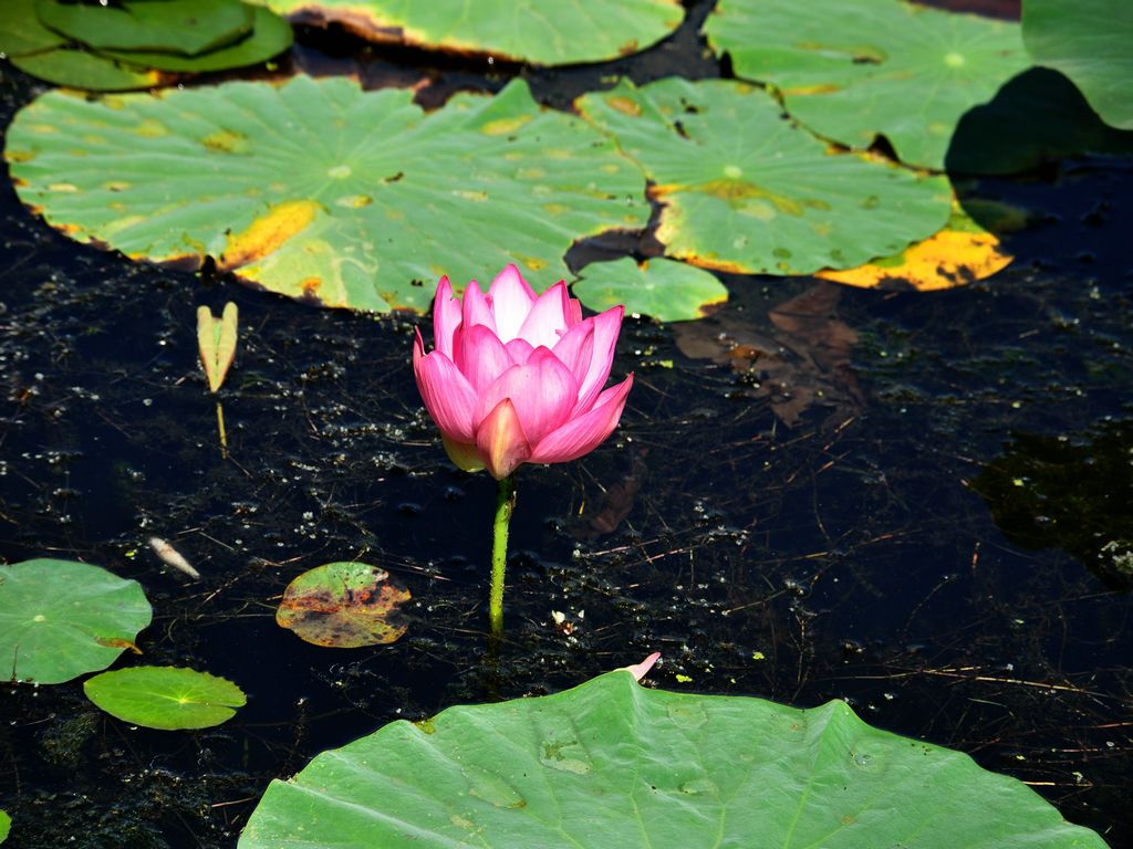 DSC_0012.JPG