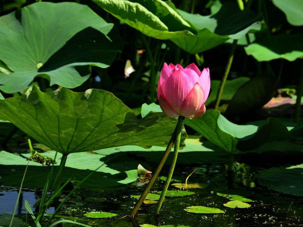 DSC_0019.JPG