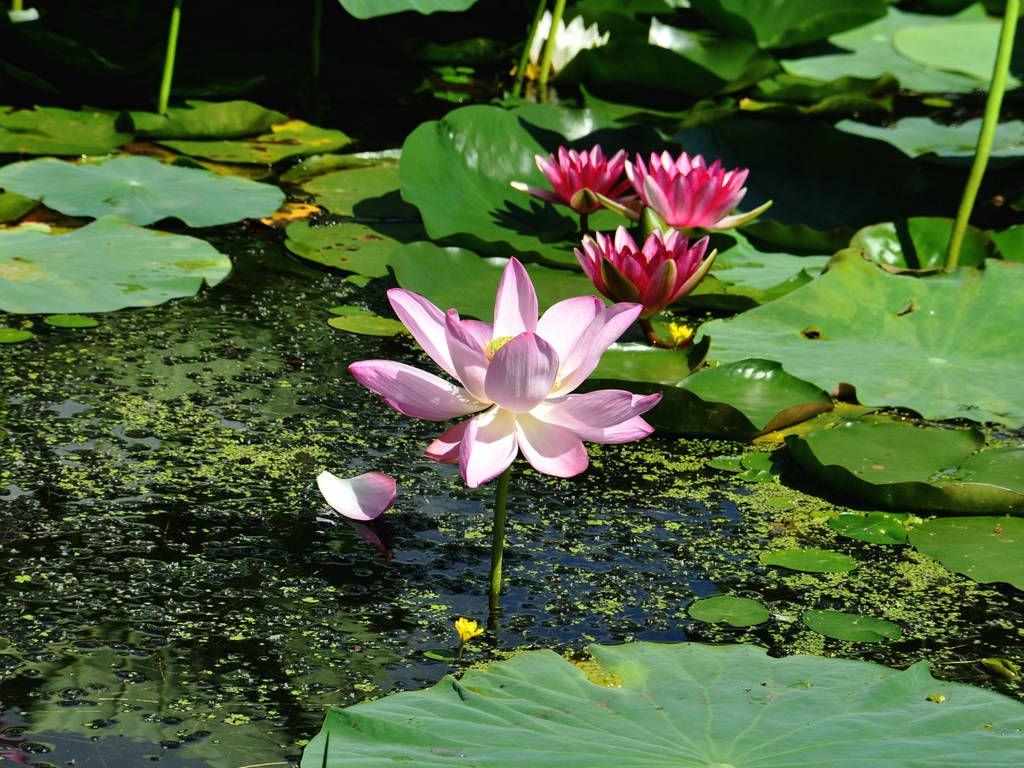 DSC_0021.JPG