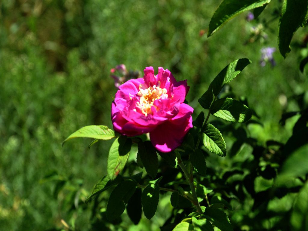 DSC_0052.JPG
