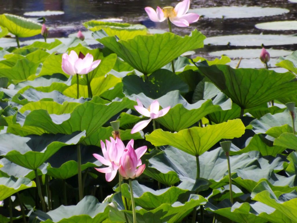 DSCF3518.JPG