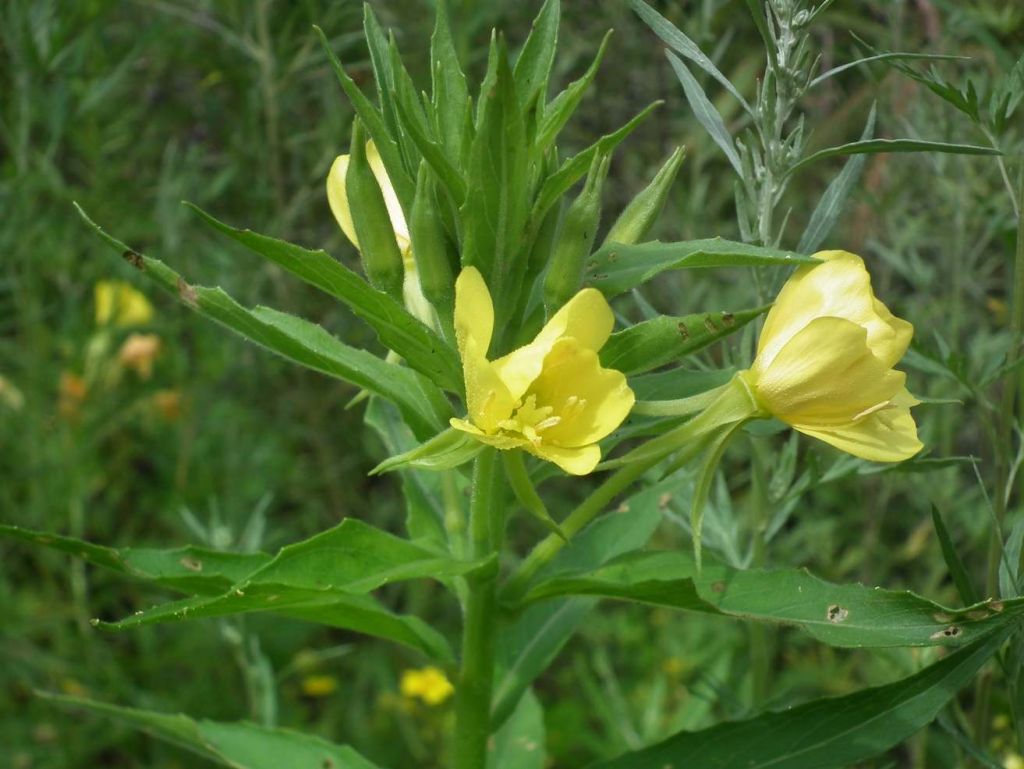 DSCF6569.JPG