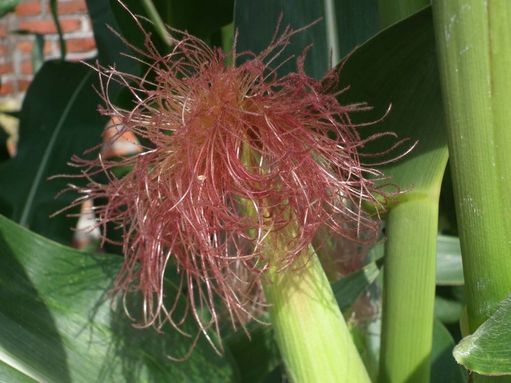 DSCF6803.JPG