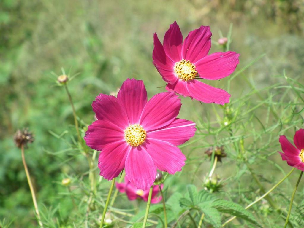 DSCF0369.JPG