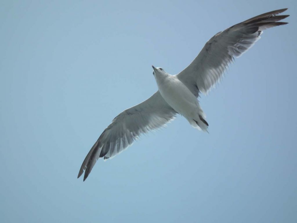 DSCF1131.JPG
