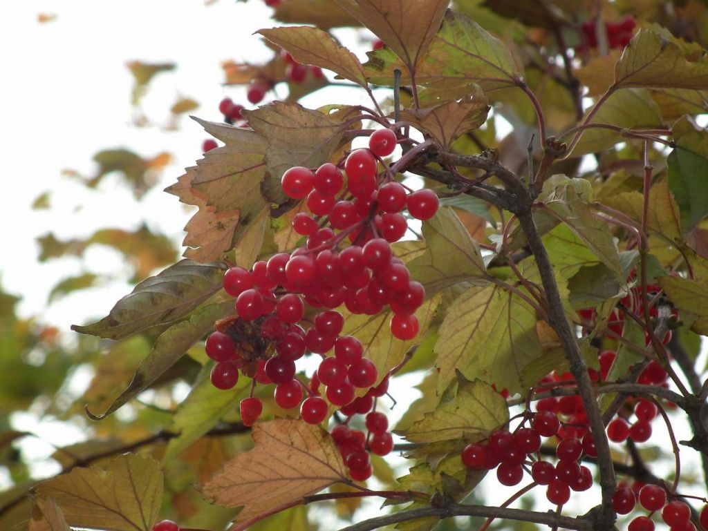 DSCF6572.JPG