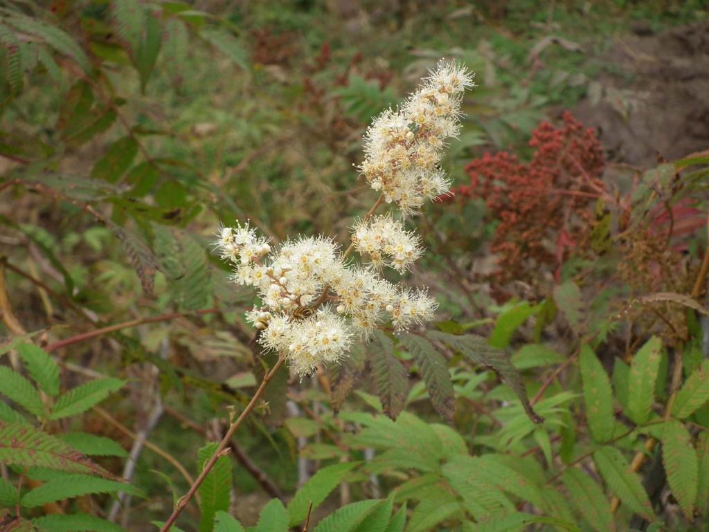 DSCF6608.JPG