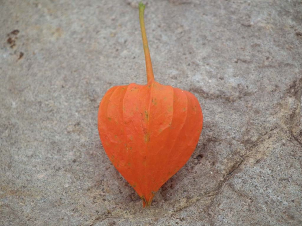 DSCF6616.JPG