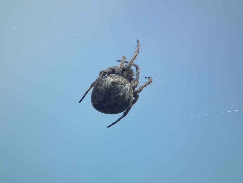 DSCF2170.JPG