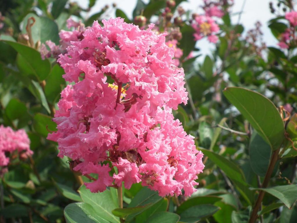 DSCF2175.JPG