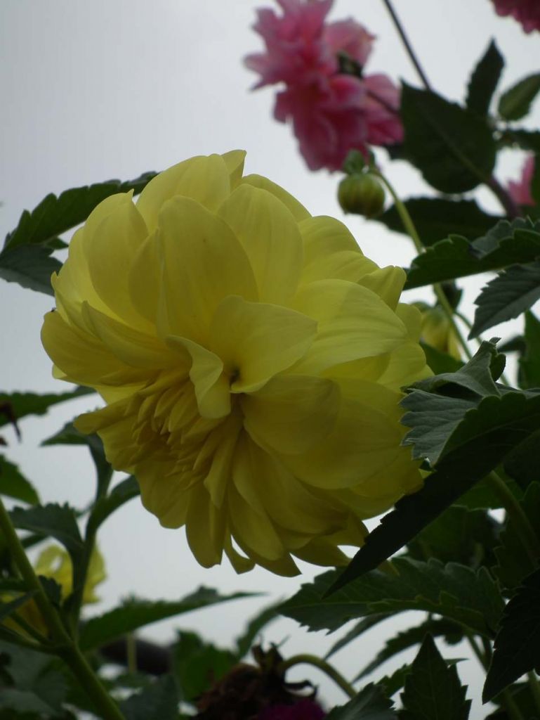 DSCF3371.JPG
