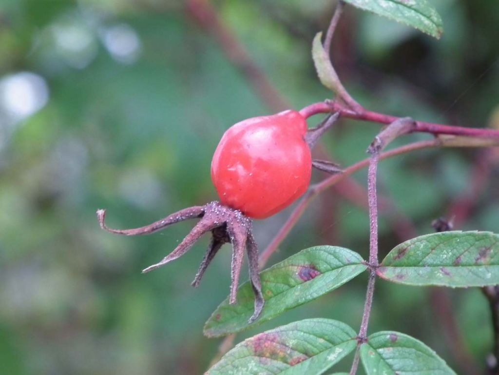 DSCF3378.JPG