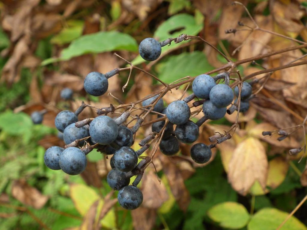DSCF3417.JPG