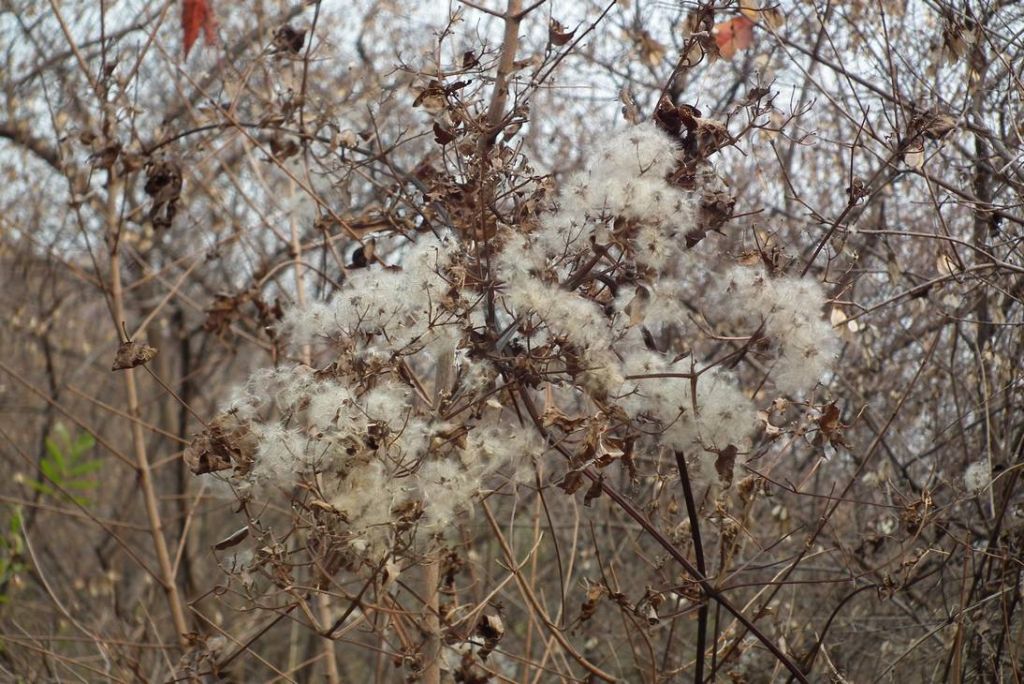 DSCF9775.JPG