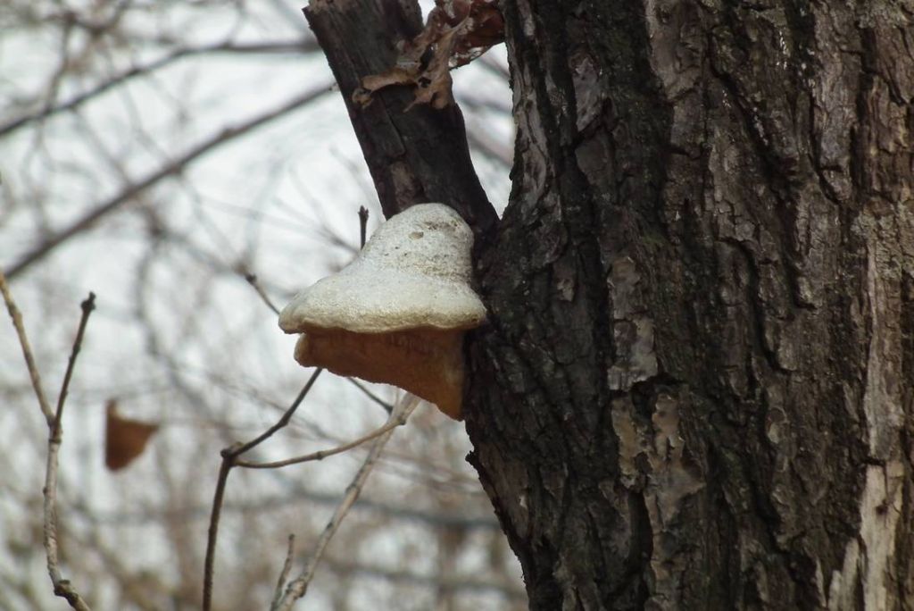 DSCF9686.JPG