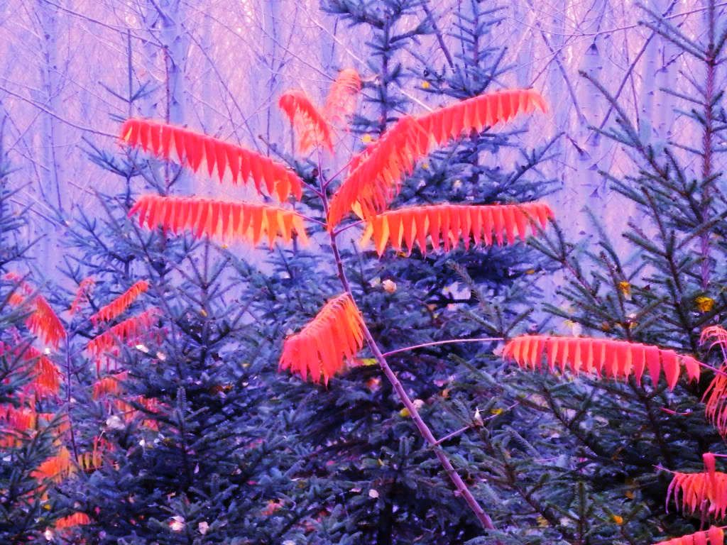 PA100438.JPG