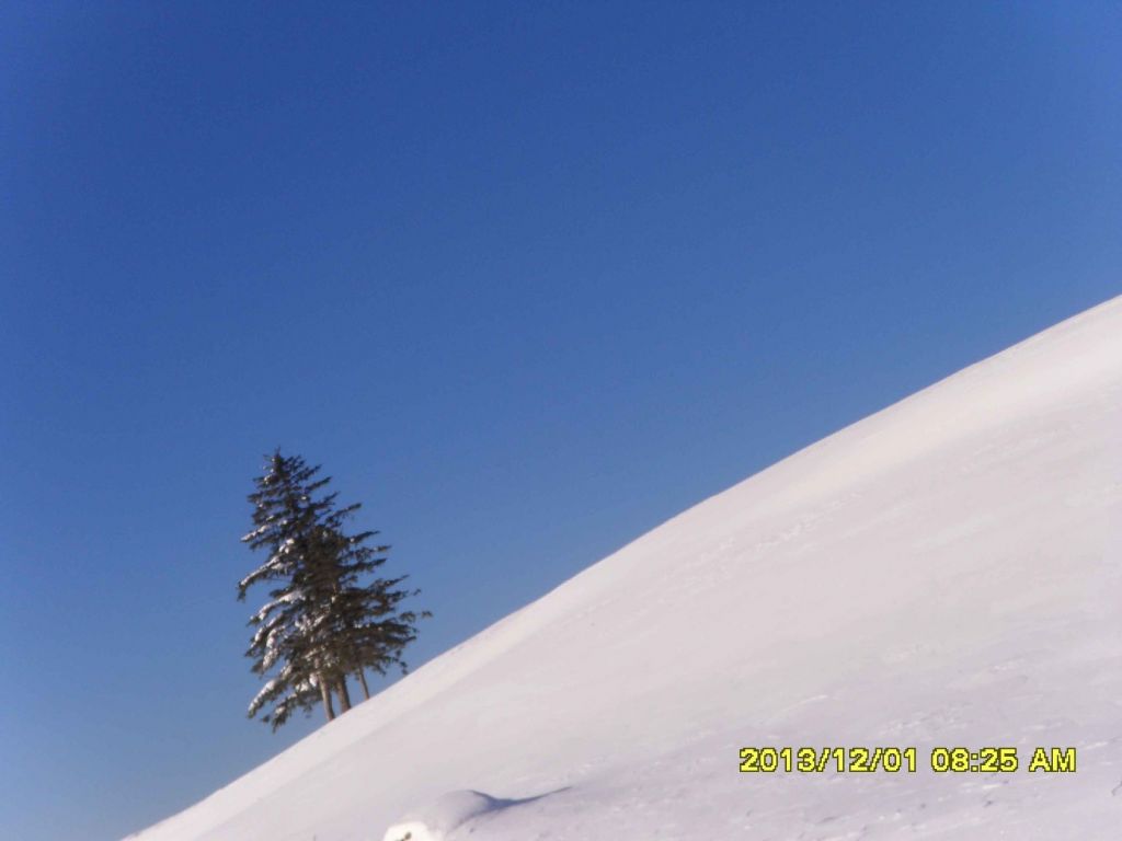 SDC13559.JPG