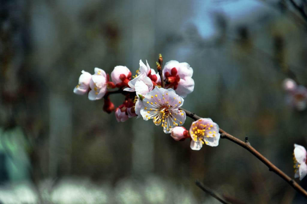 DSC_0010.JPG
