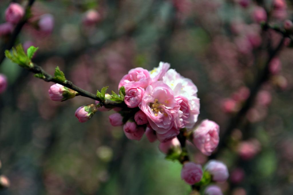 DSC_0007.JPG