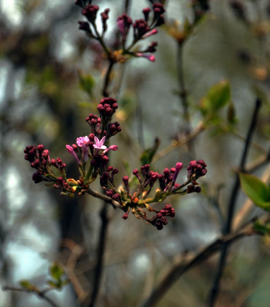 DSC_0058.JPG