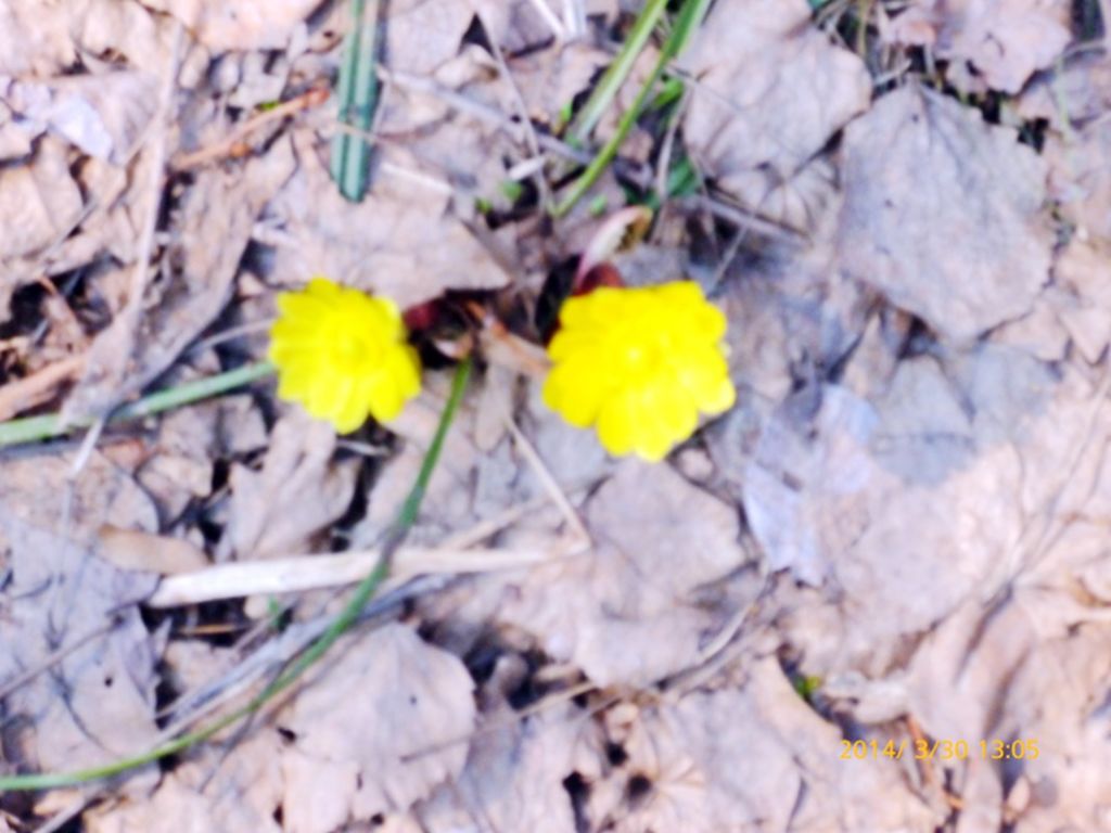 P1050158.jpg