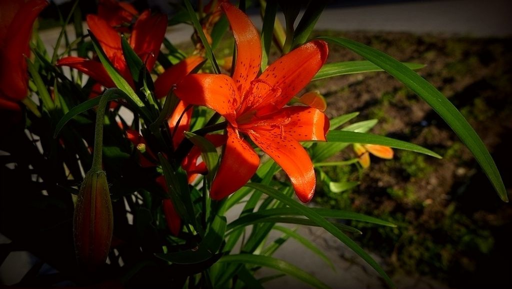 P1000302_����.jpg