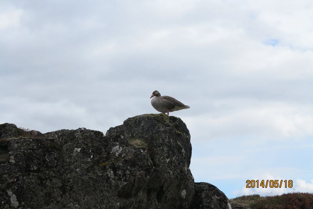 IMG_2937.jpg