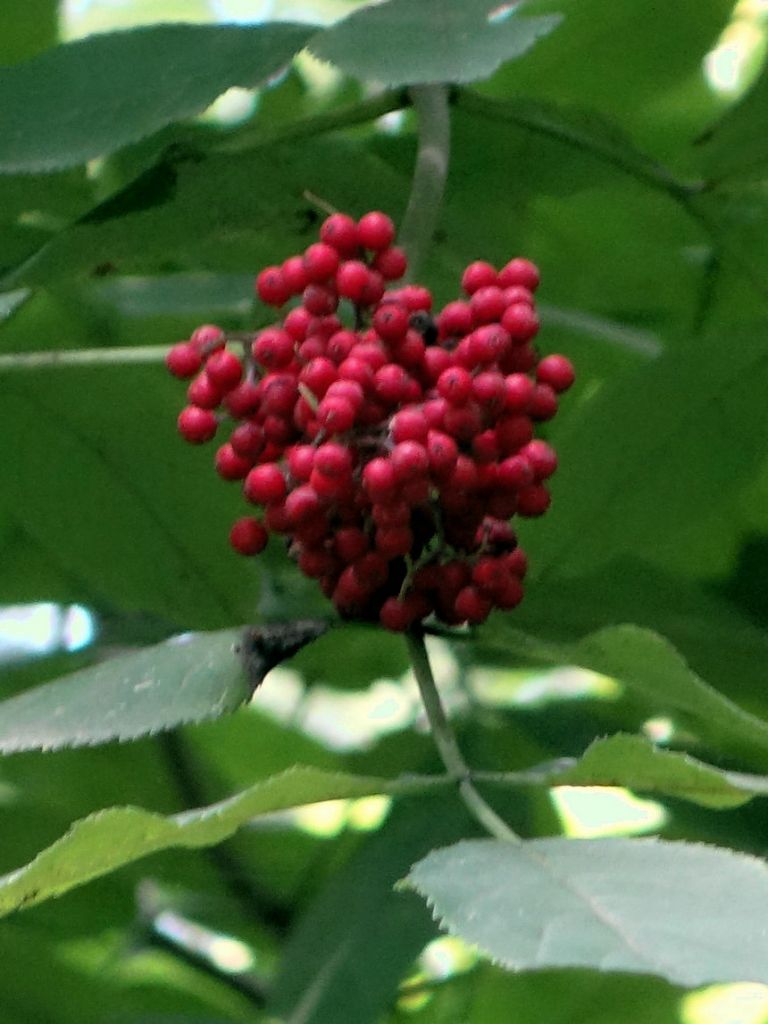 DSC01615.JPG