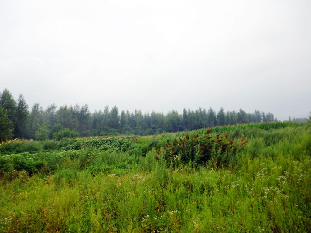 P1050889.jpg