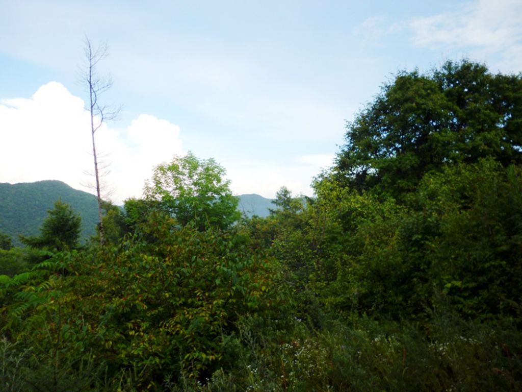 P1050967.jpg